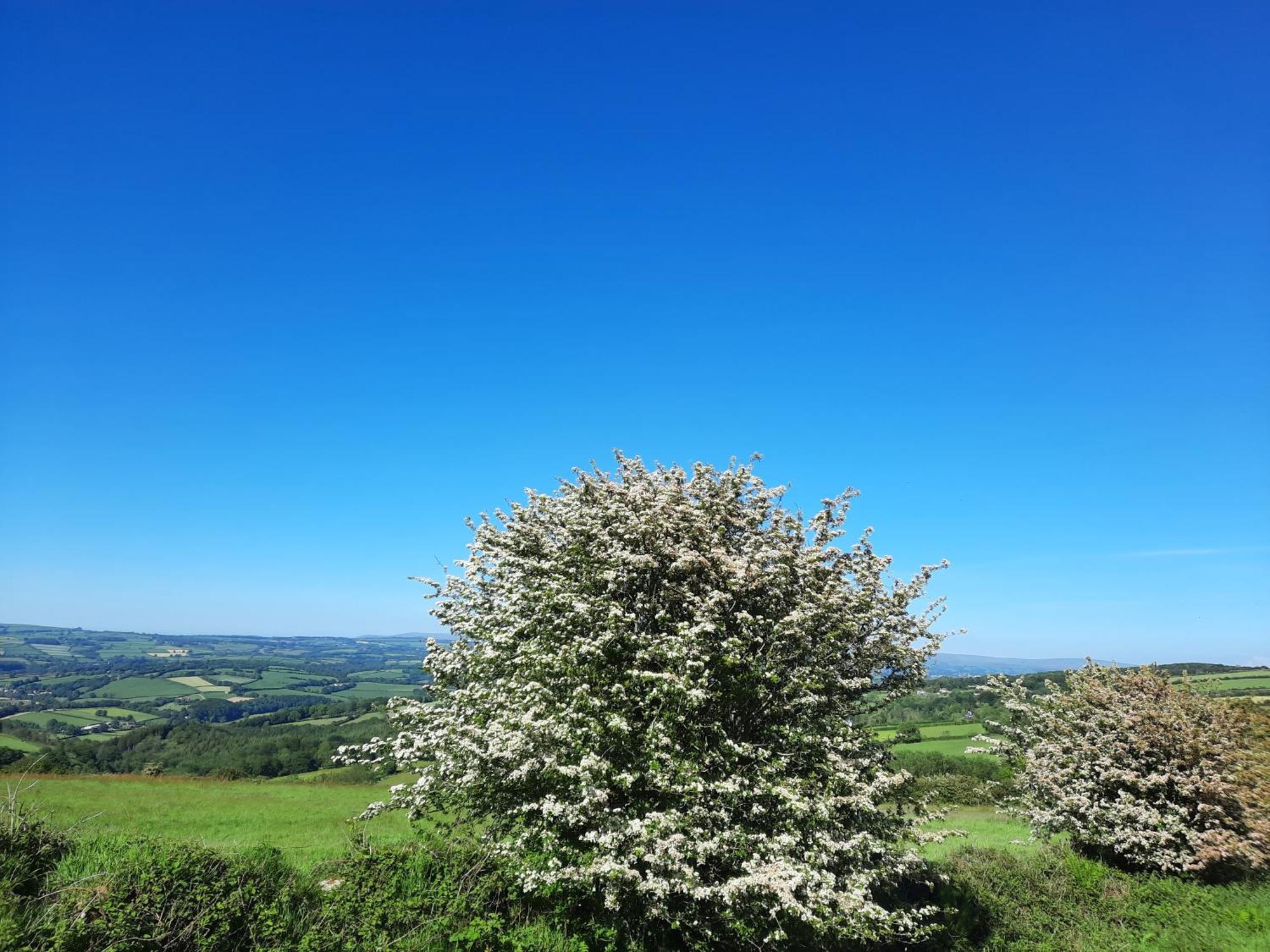 Summit Camping Kit Hill Cornwall Panoramic Views Grass Pitch From 15Pn Or Bella Bell Tent 75Pn Callington 部屋 写真
